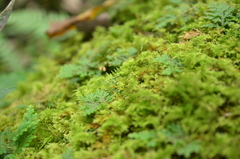 Thuidium