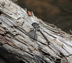 Austroaeschna tasmanica