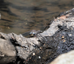 Austroaeschna tasmanica