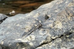 Austroaeschna tasmanica