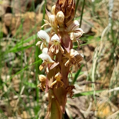 Satyrium cristatum