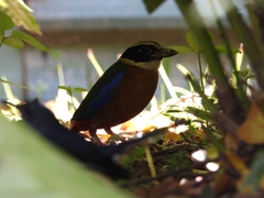 Pitta moluccensis
