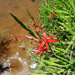 Hesperantha coccinea