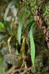 Antrophyum formosanum