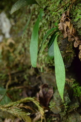 Antrophyum formosanum