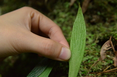 Antrophyum formosanum