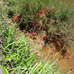 Hesperantha coccinea