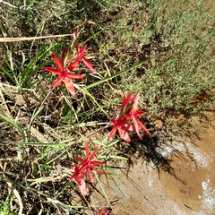 Hesperantha coccinea