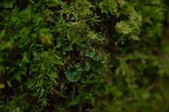 Crepidomanes minutum