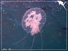 Pelagia noctiluca