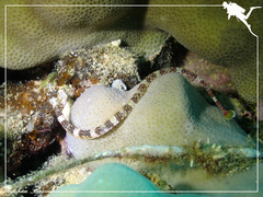 Corythoichthys amplexus