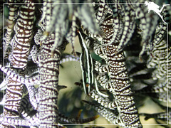 Allogalathea elegans