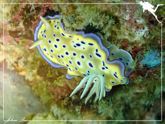 Goniobranchus kuniei