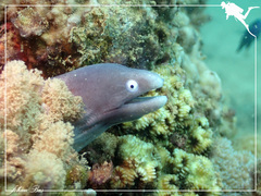 Gymnothorax thyrsoideus