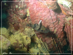 Pristicon trimaculatus