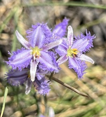Thysanotus baueri