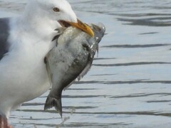 Hyperprosopon argenteum