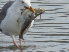 Hyperprosopon argenteum