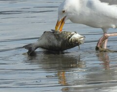 Hyperprosopon argenteum