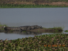 Crocodylus palustris