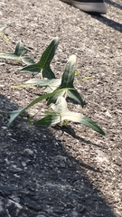 Solena amplexicaulis