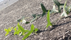 Solena amplexicaulis