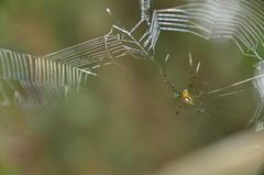 Leucauge taiwanica