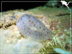 Dendrodoris albobrunnea