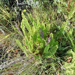 Cheilanthes eckloniana