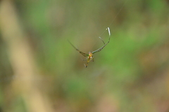 Leucauge taiwanica