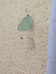 Catopsilia florella