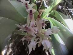 Maxillaria densa