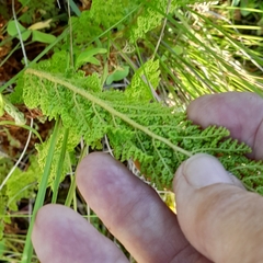 Cheilanthes eckloniana