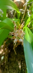 Maxillaria densa