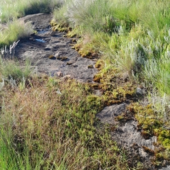 Cheilanthes eckloniana