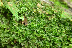Crepidomanes minutum
