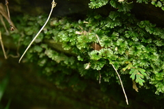 Crepidomanes minutum