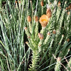 Helichrysum herbaceum