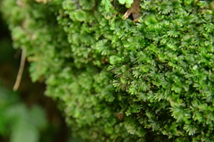 Crepidomanes minutum