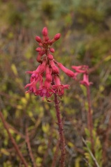 Fuchsia lycioides