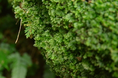 Crepidomanes minutum