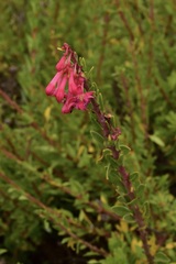 Fuchsia lycioides