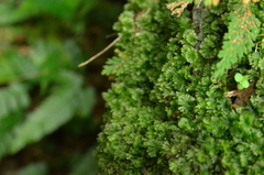 Crepidomanes minutum