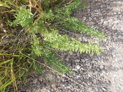 Brickellia laciniata