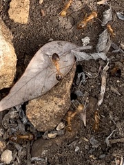 Camponotus festinatus