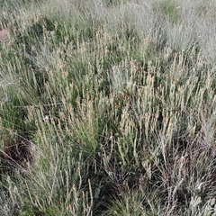 Helichrysum herbaceum