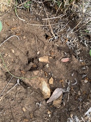 Camponotus festinatus