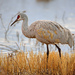 Sandhill Crane - Photo (c) Ad Konings, some rights reserved (CC BY-NC), uploaded by Ad Konings