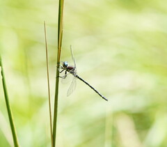 Eusynthemis guttata