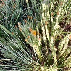 Helichrysum herbaceum